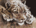 Grace of the Wild - 40x50cm
